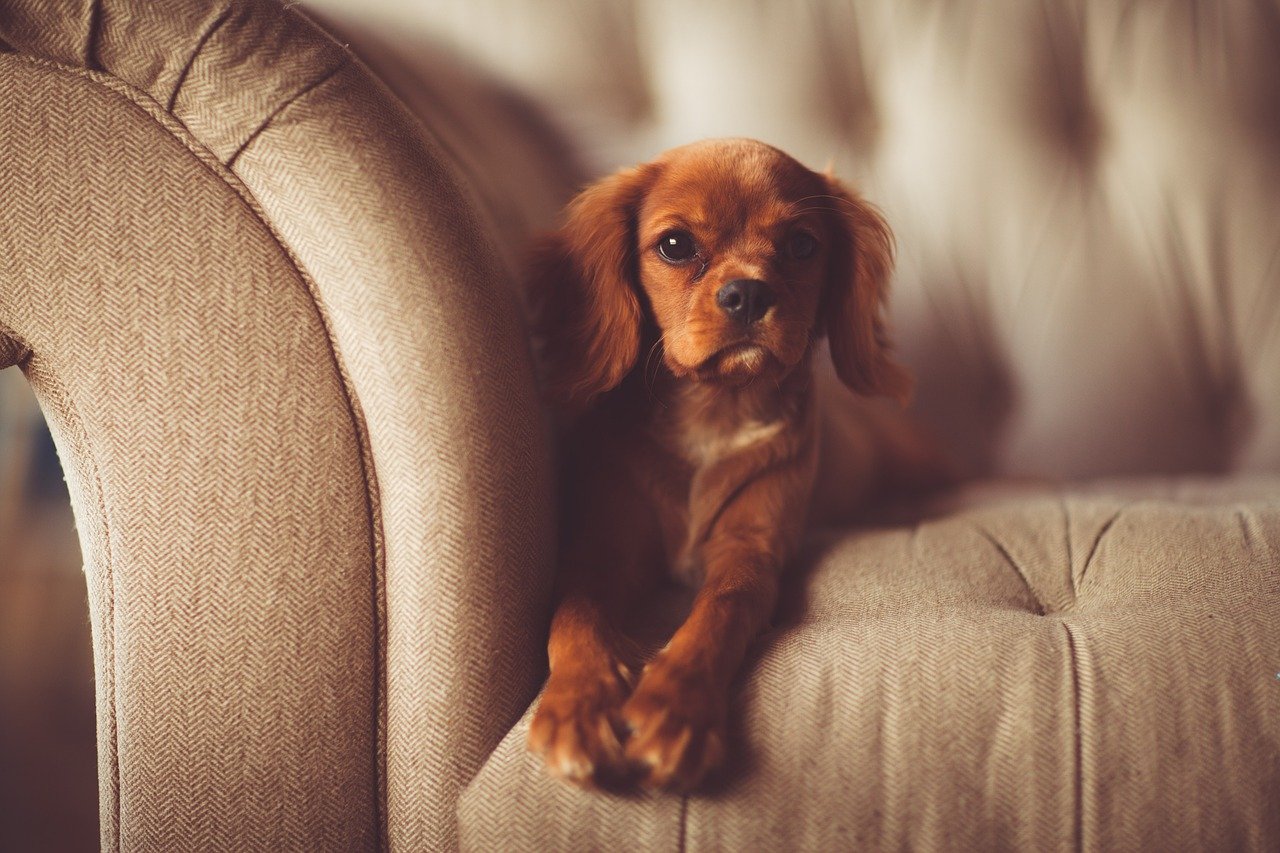 dog, couch, brown dog